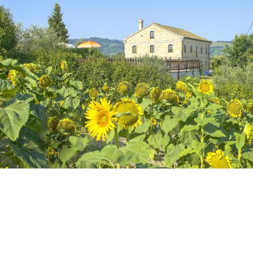 6 bedrooms villa with private pool furnished garden and wifi at Montecarotto
