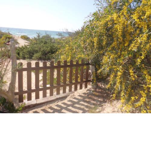 Acacia sul mare