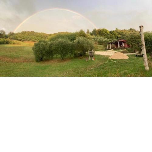 Acero Campestre