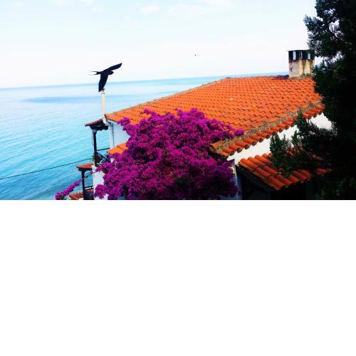 Acrogiali Sunshine
