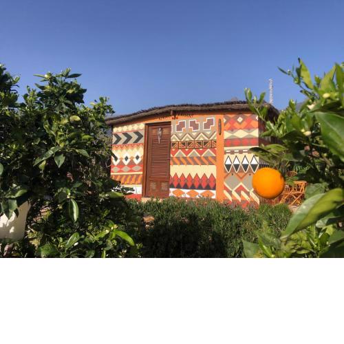 Afrikan Krisant Eco Casa RK