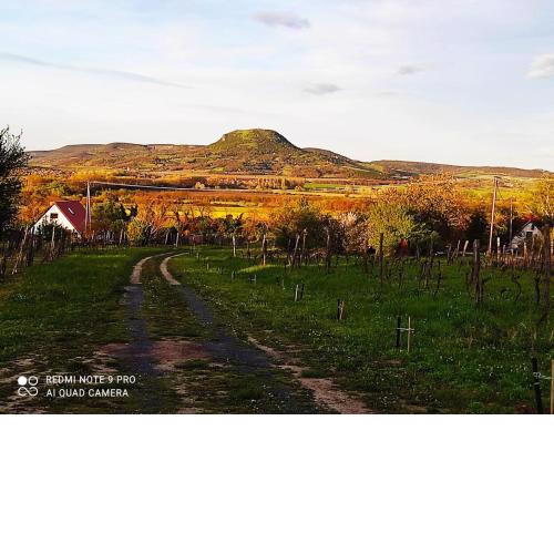 Ágnes almái Ágnes apples