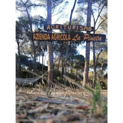 Agricampeggio La Pineta