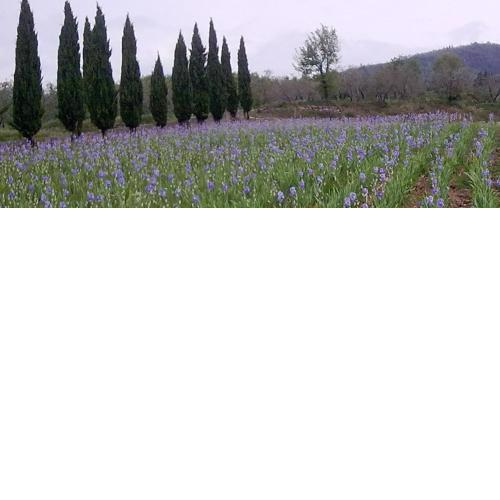 Agrifarm La Corte Apartment