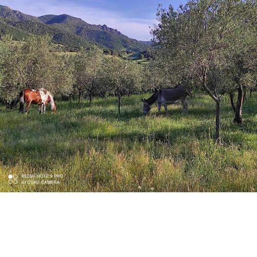Agriturismo Asara