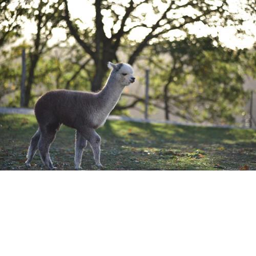 Agriturismo Il Beccafico Alpaca