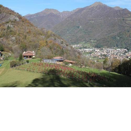 Agriturismo Il Mirtillo B,B