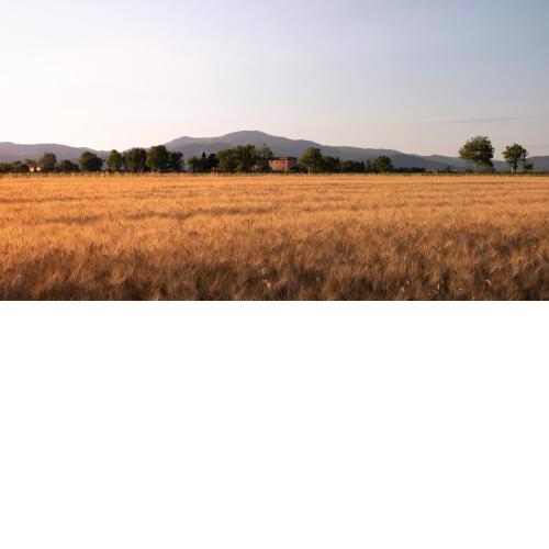 Agriturismo Il Pescinone