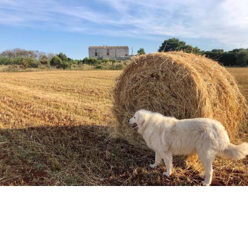 Agriturismo La Palascìa Masseria Agreste