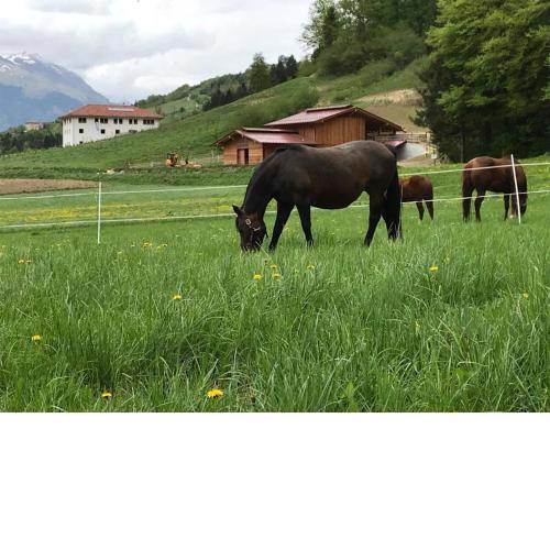 AGRITURISMO MASO PERTENER -adults only-