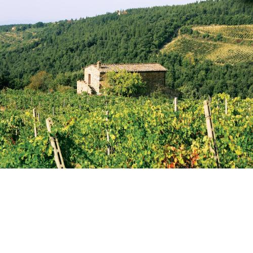 Agriturismo Piemaggino