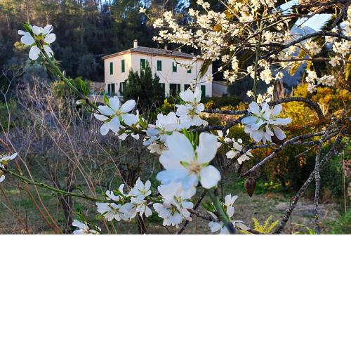 Agroturisme Finca Sa Maniga