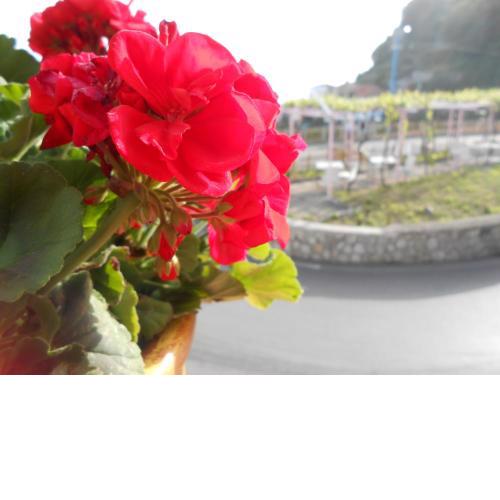 Al Geranio B&B