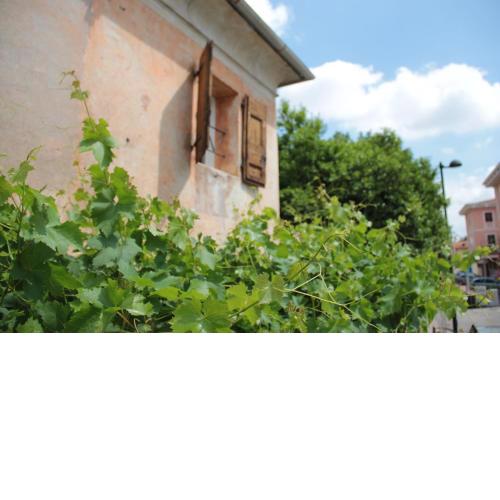 Alla vigna