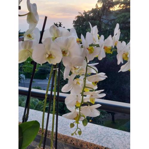 Alloggio Orchidea