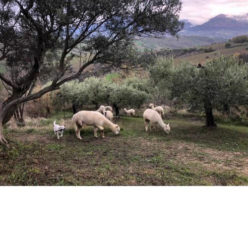Alpacafarm Abruzzovakantie