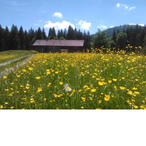 Alpe Leckenholz