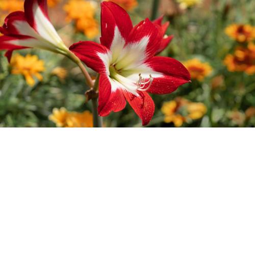 Amaryllis Rooms