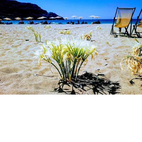 AnnaMaria Sea View Studio- 25m from the beach