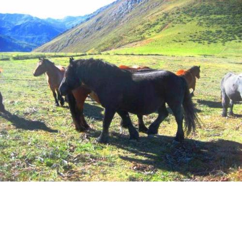 Apartamento Braña El Tronco Senda del Oso a solo 3 km de San Martin