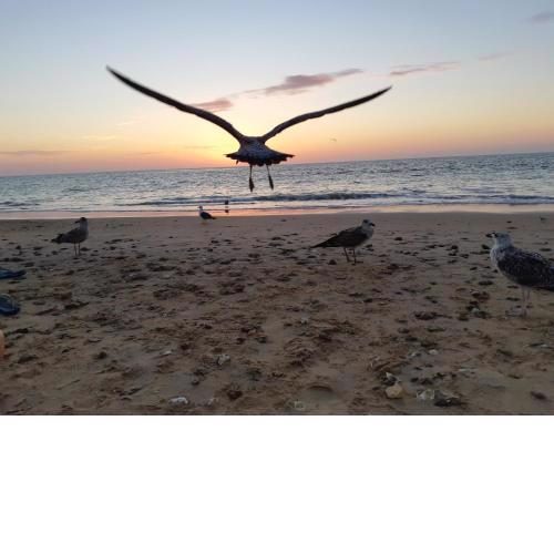 Apartamento La Gaviota