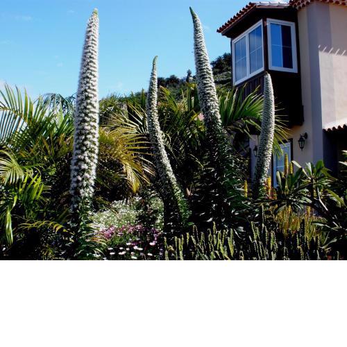 Apartamento MAR Y TEIDE
