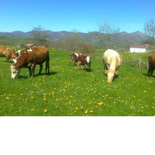 Apartamentos Rurales Kastonea