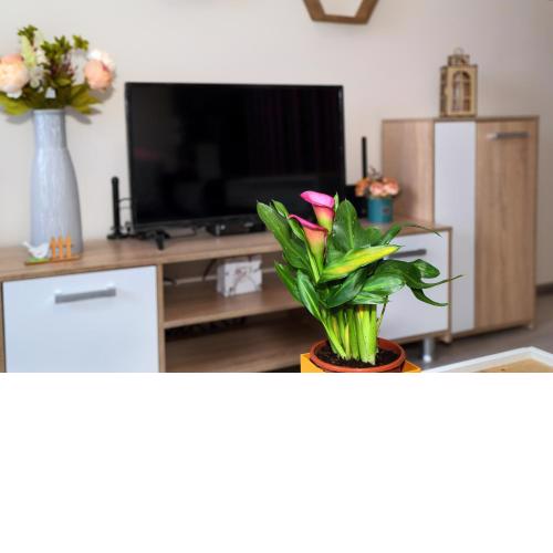 Apartment Colibri