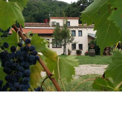 Apartment in a winery in the countryside with pool and breathtaking view