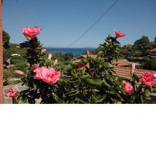 Apartments in Capoliveri/Insel Elba 23660