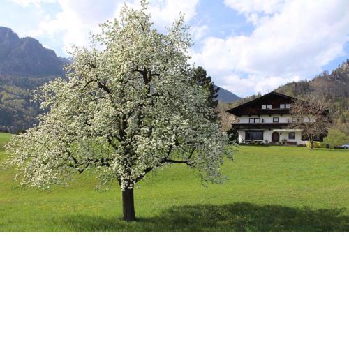 Apartments in Kramsach/Tirol 452