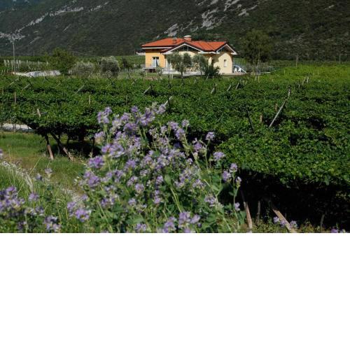 Appartamenti Al Vigneto
