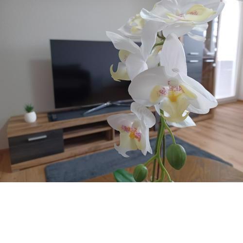 Appartment Edelweiß