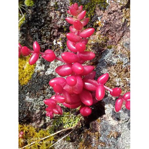 Arcamyrtus