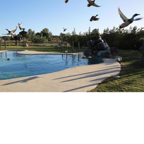 Ardea Purpurea