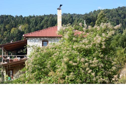 Arli House