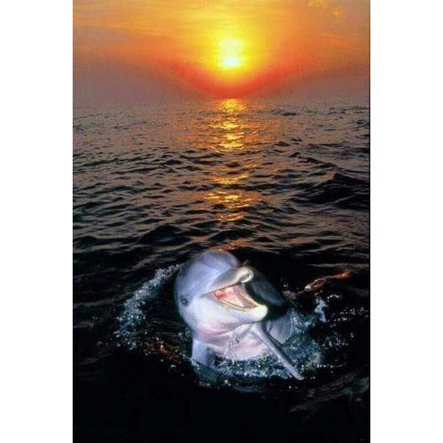 Aspra al delfino bianco