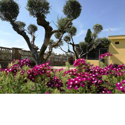 B&B Casa degli Ulivi