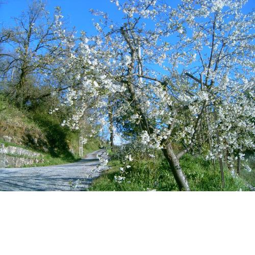 B&B Casa Rosella - Country house