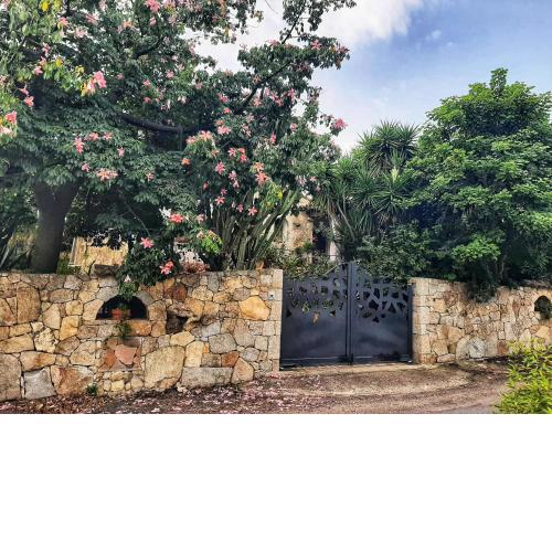 B&B Chorisia
