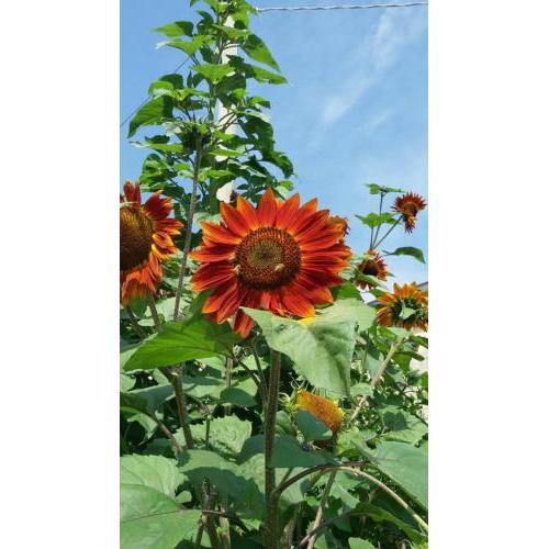 B&B Il Girasole