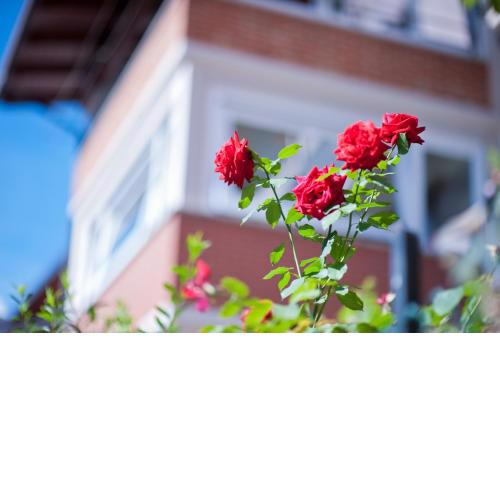 B&B Il Pettirosso