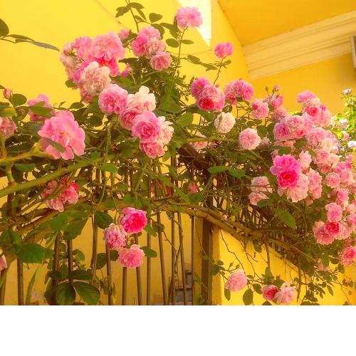 B&B Maison Rosetta IUN-E4948