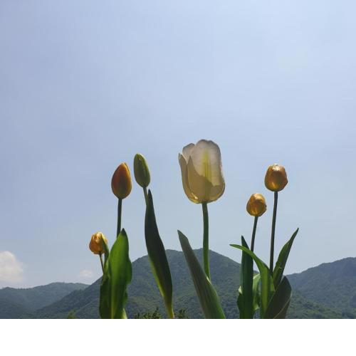 B&B Tulipano