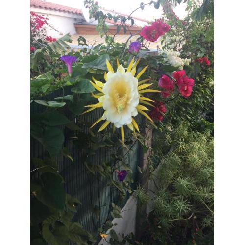 BEAU BUNGALOW,JARDIN TROPICAL, RENOVATION ETE 2020