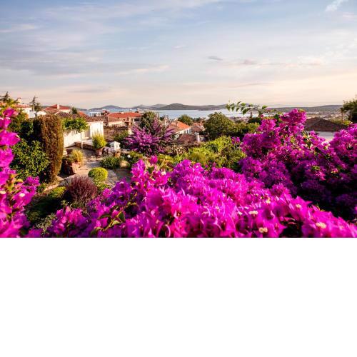 Begonvilla Evleri