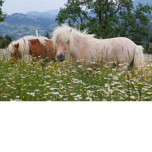 Bio Bauernhof - Mini Shetland Ponyhof "Almbauer"