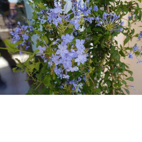 Blue Jasmine