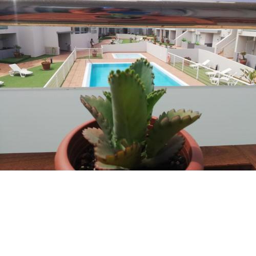 Blue Ocean Corralejo: Sunny terrace, pool, wifi