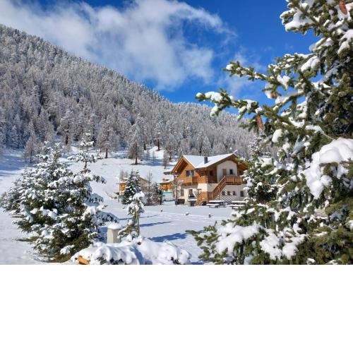 Botton d'oro Camping Stella Alpina